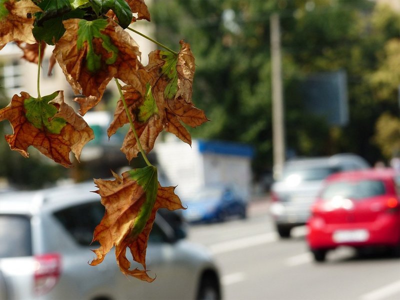 Braune Blätter am Straßenbaum