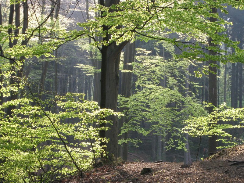 Buchenlaubwald