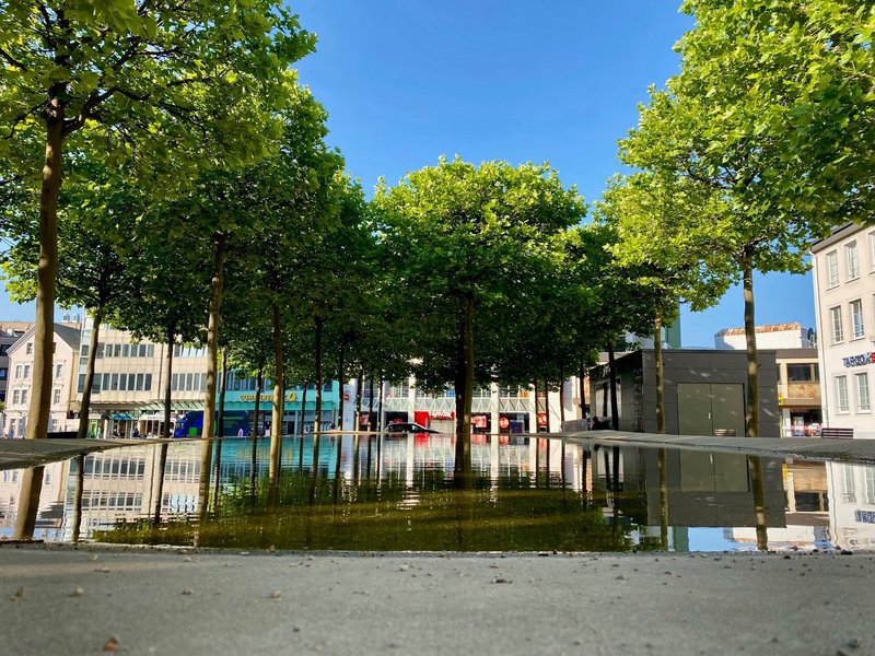 Wasserschale auf dem Rathausplatz mit Platanen