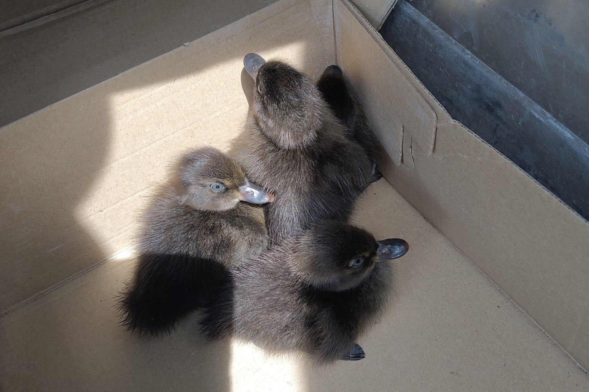 Drei Entenküken in einem Karton.