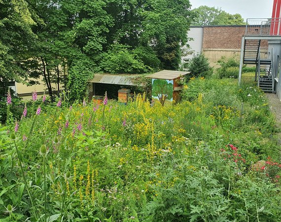 Eine Wildewiese