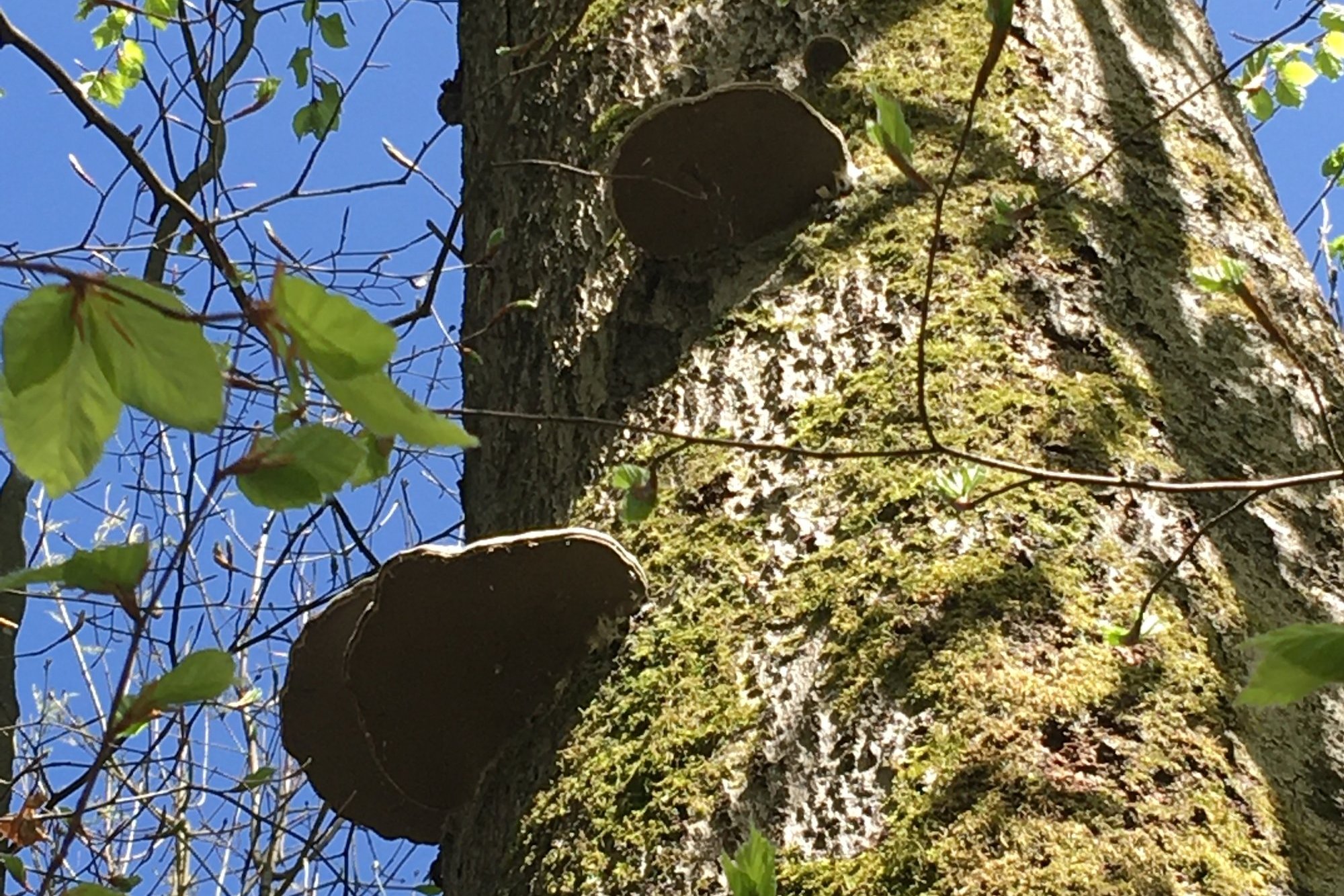 Befällt der Konsolenpilz einen Baum, frisst er sich ins Holz und gefährdet damit die Standsicherheit.