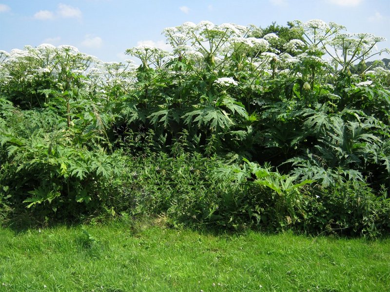 Ein Riesenbärenklaufeld