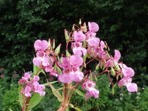 Nahaufnahme Blüten Springkraut