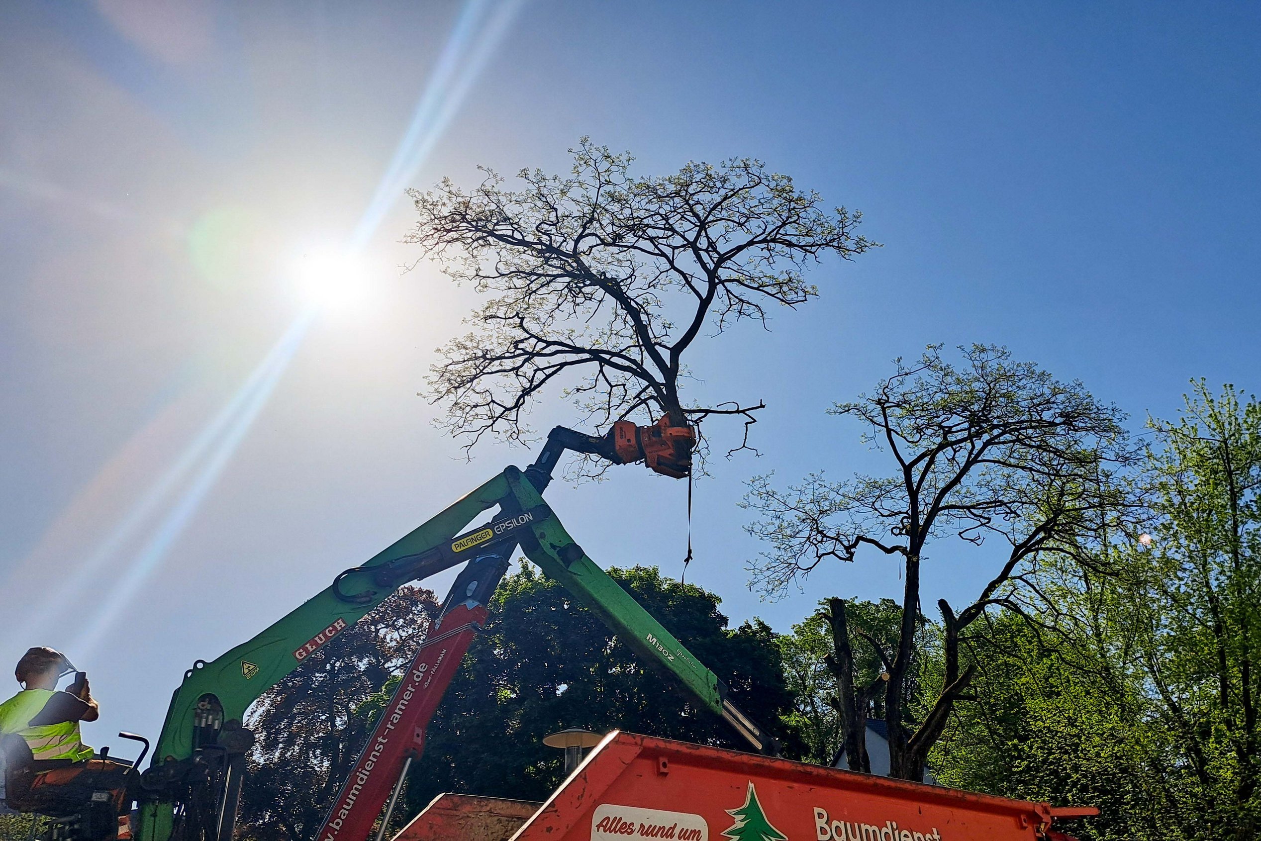 Ein Baum wird gefällt