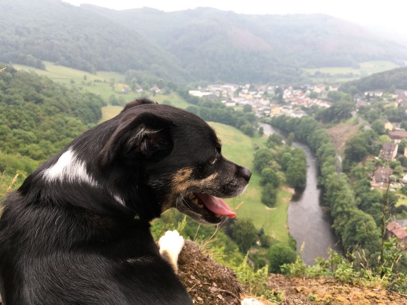 Hund beim Spazierengehen mit schönem Ausblick