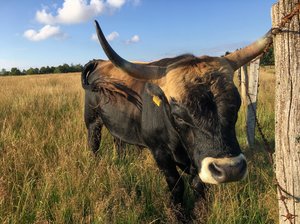 Heckrind auf der Weide