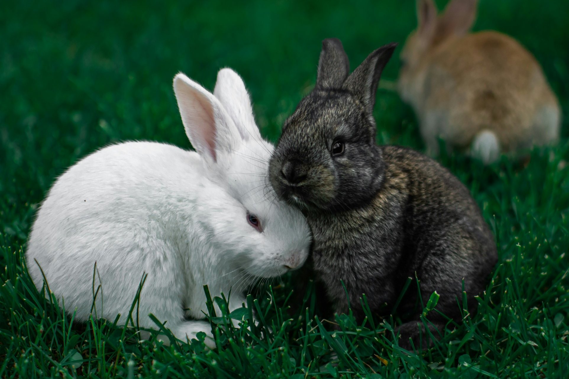 Kaninchen auf einer Wiese